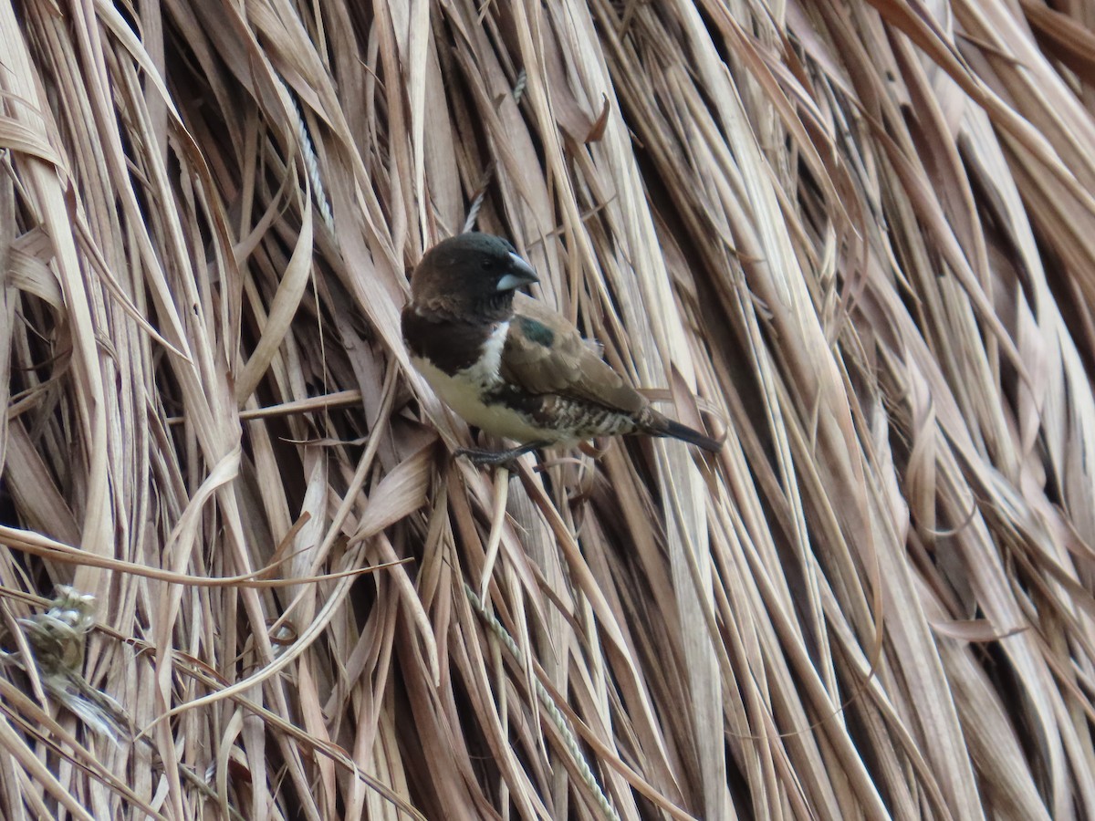 Kleinelsterchen - ML644501462