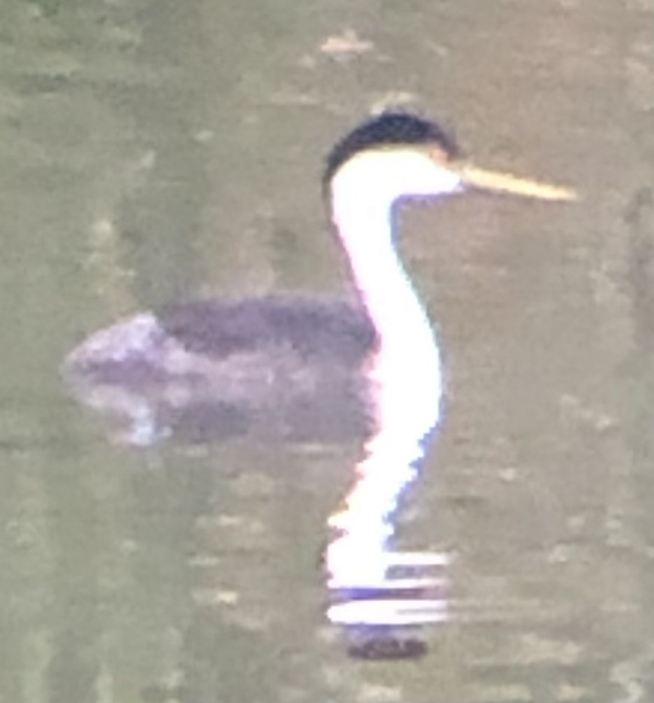 クビナガカイツブリ - ML644501490