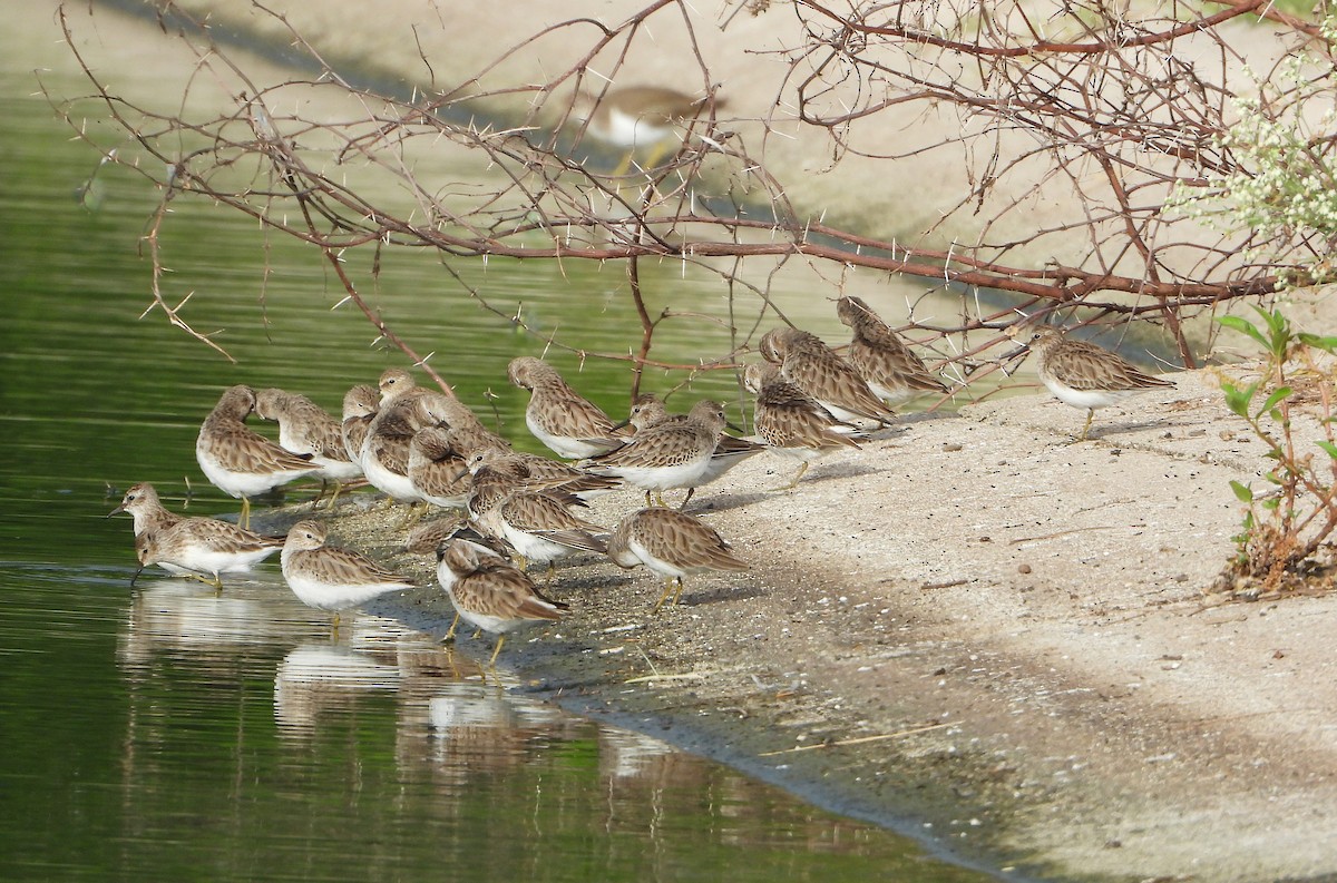 pygmésnipe - ML644501491