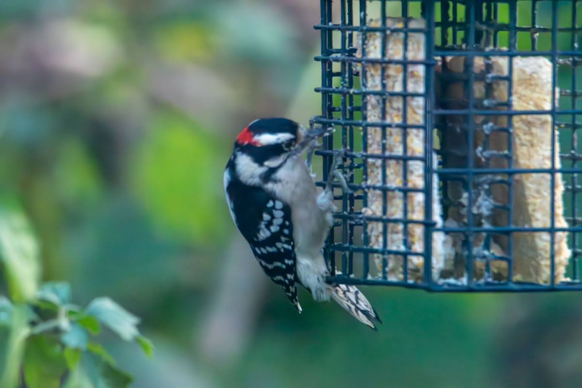 Downy Woodpecker - ML644501492