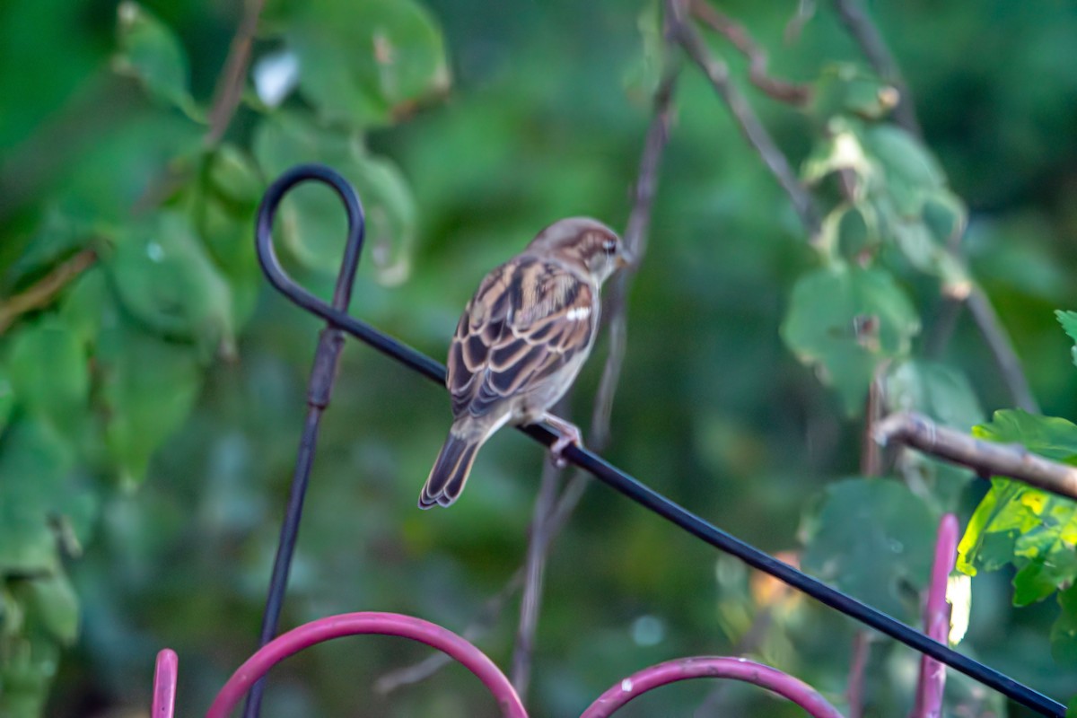 דרור הבית - ML644501495