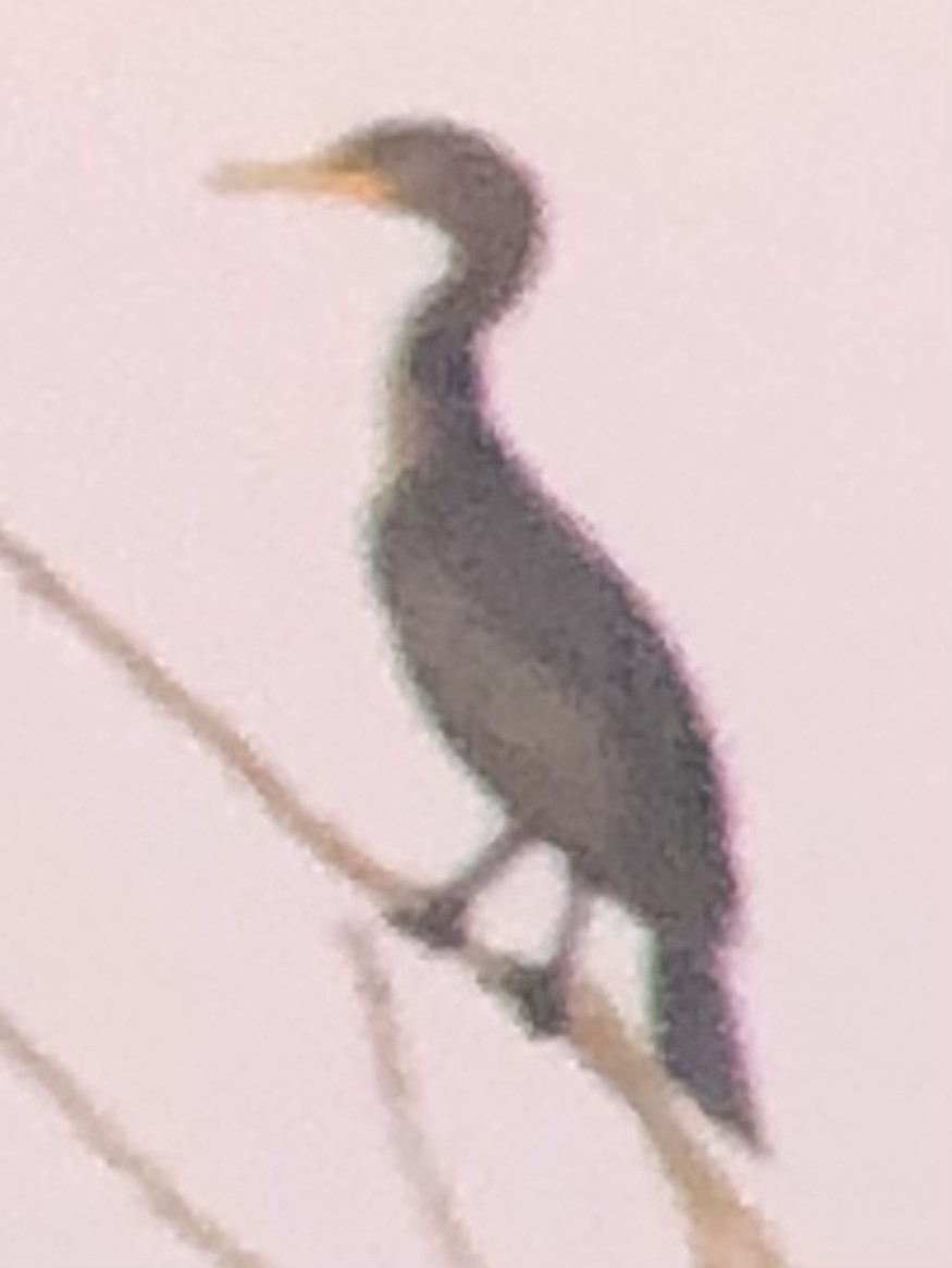 Double-crested Cormorant - ML644501497