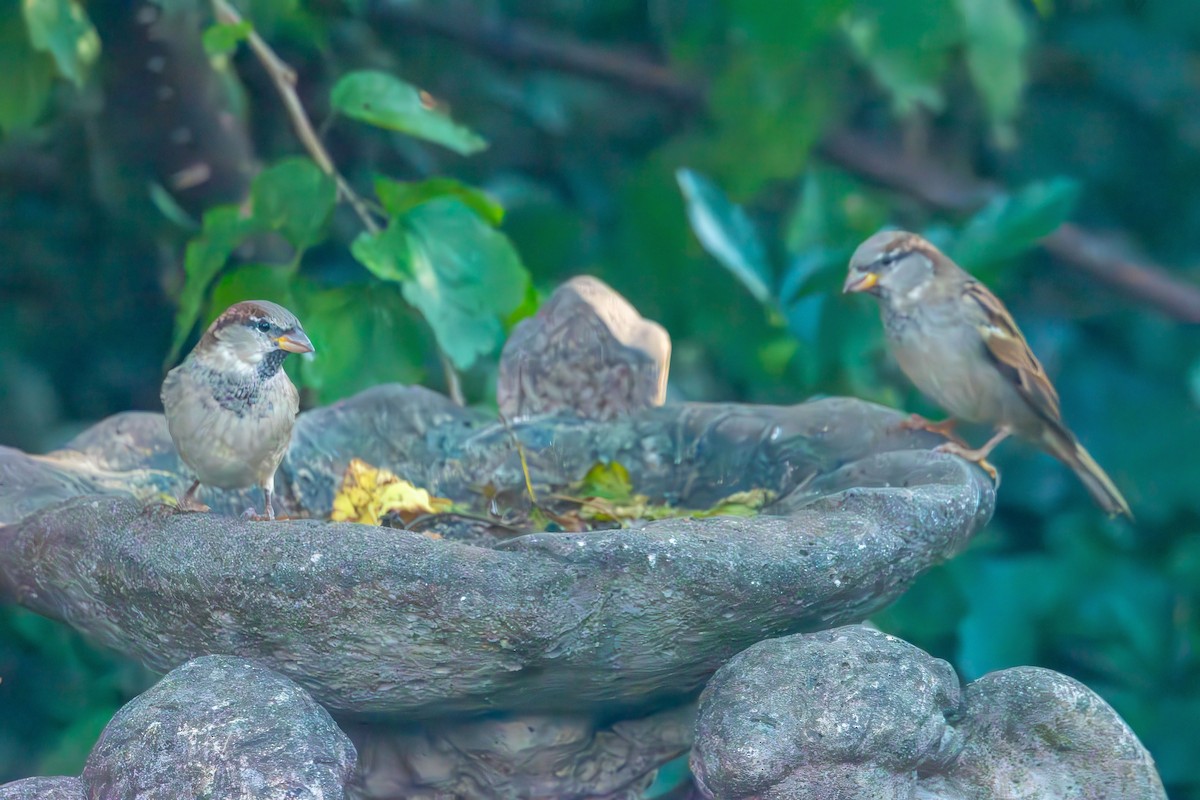 דרור הבית - ML644501498