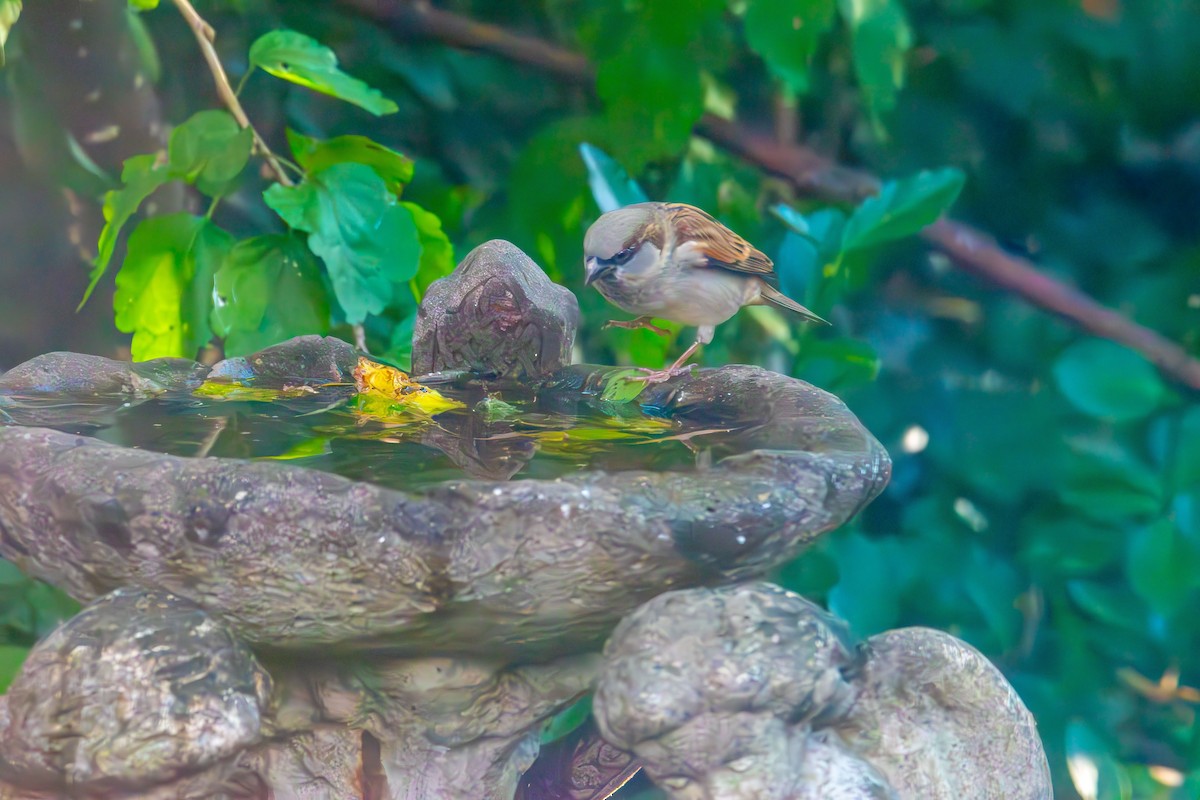 דרור הבית - ML644501499