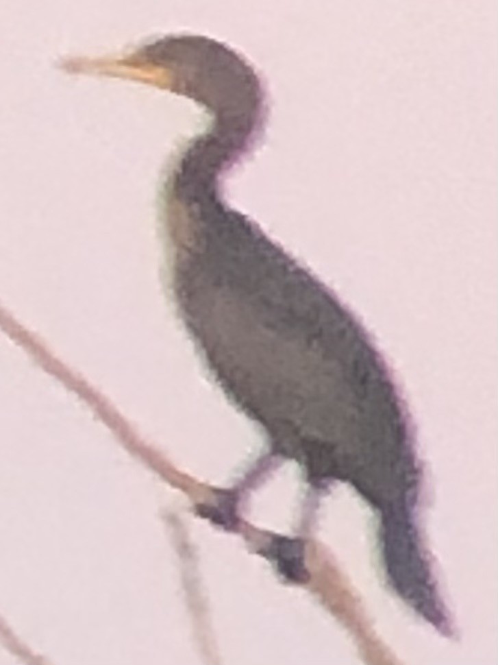 Double-crested Cormorant - ML644501503