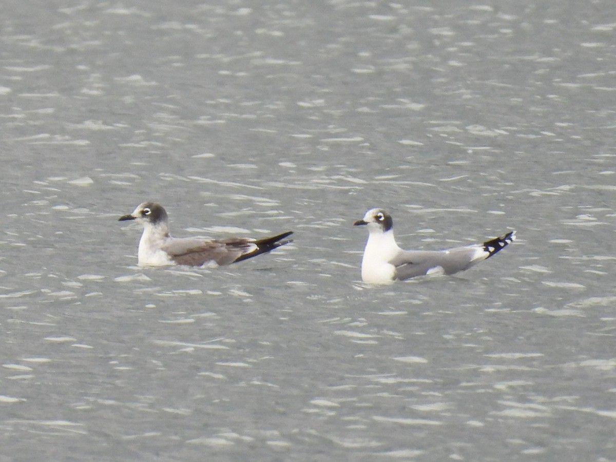 שחף אפור-זנב - ML644501506