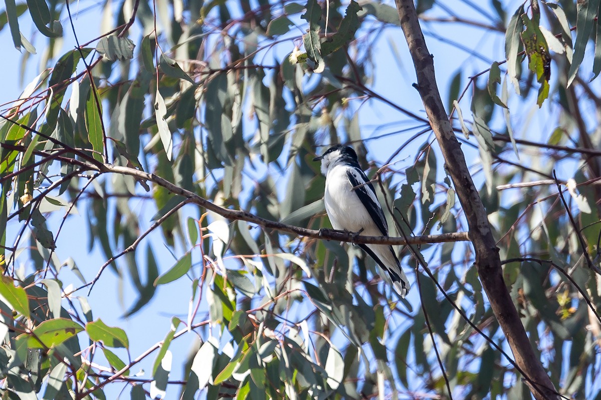 Échenilleur tricolore - ML644501509
