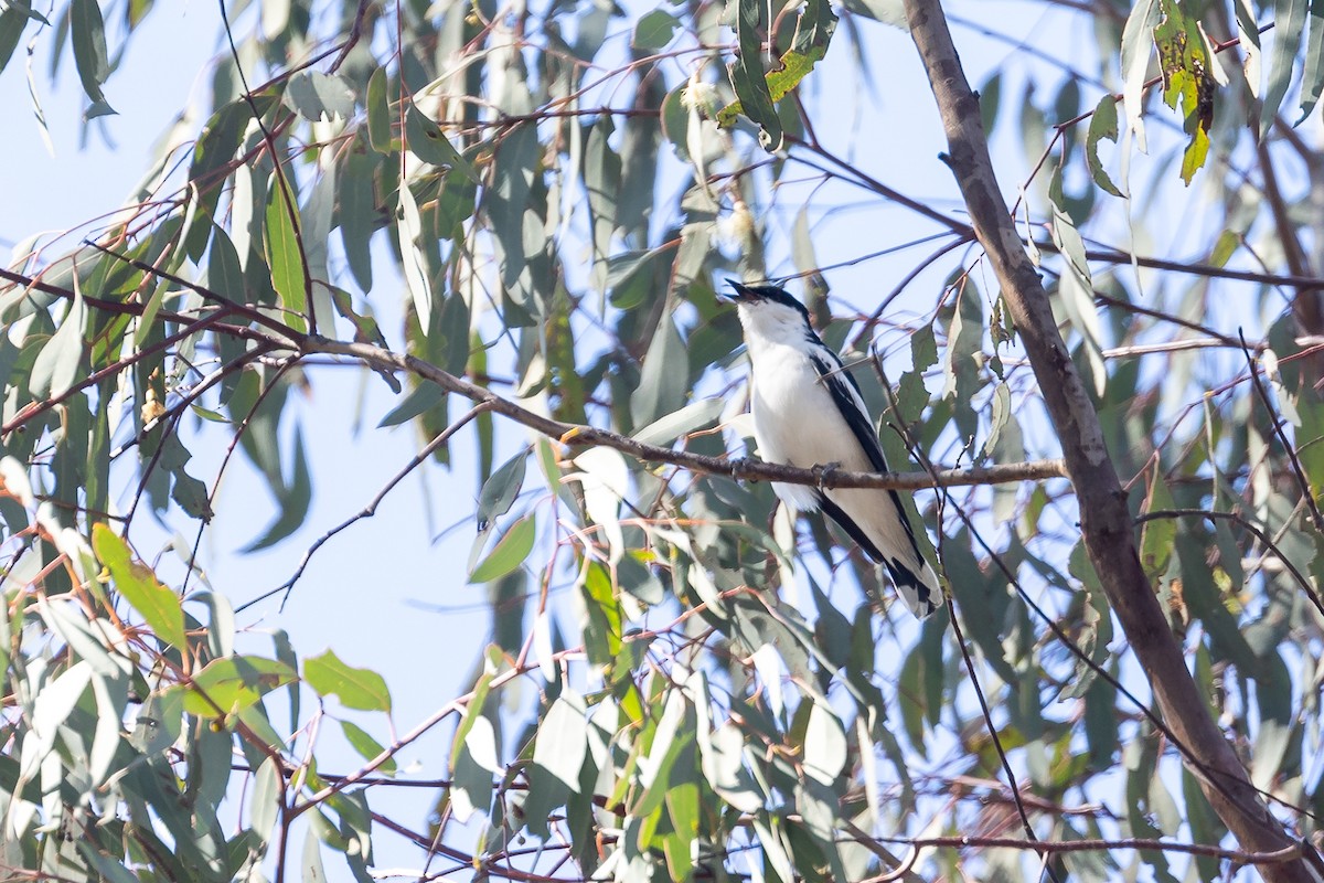 Échenilleur tricolore - ML644501511