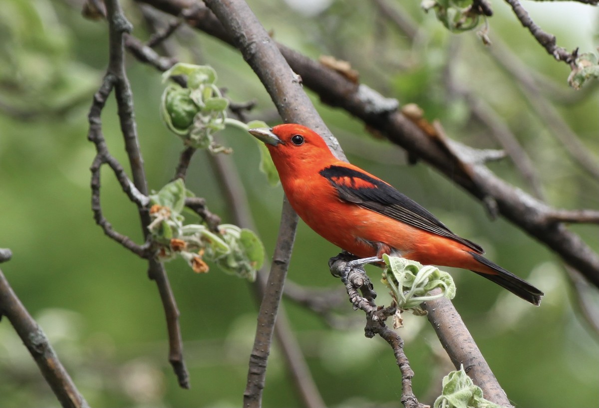 piranga šarlatová - ML644501512