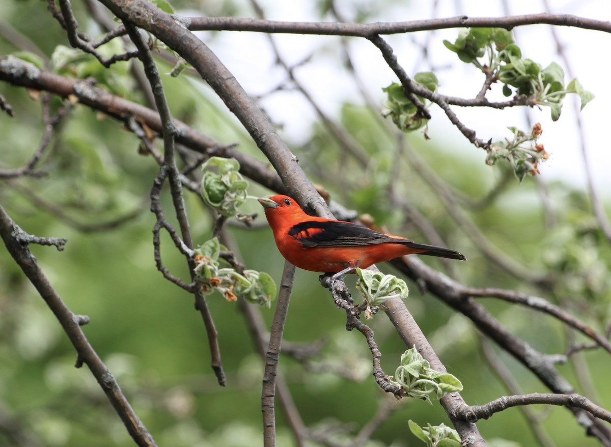 Piranga gorri-beltza - ML644501513