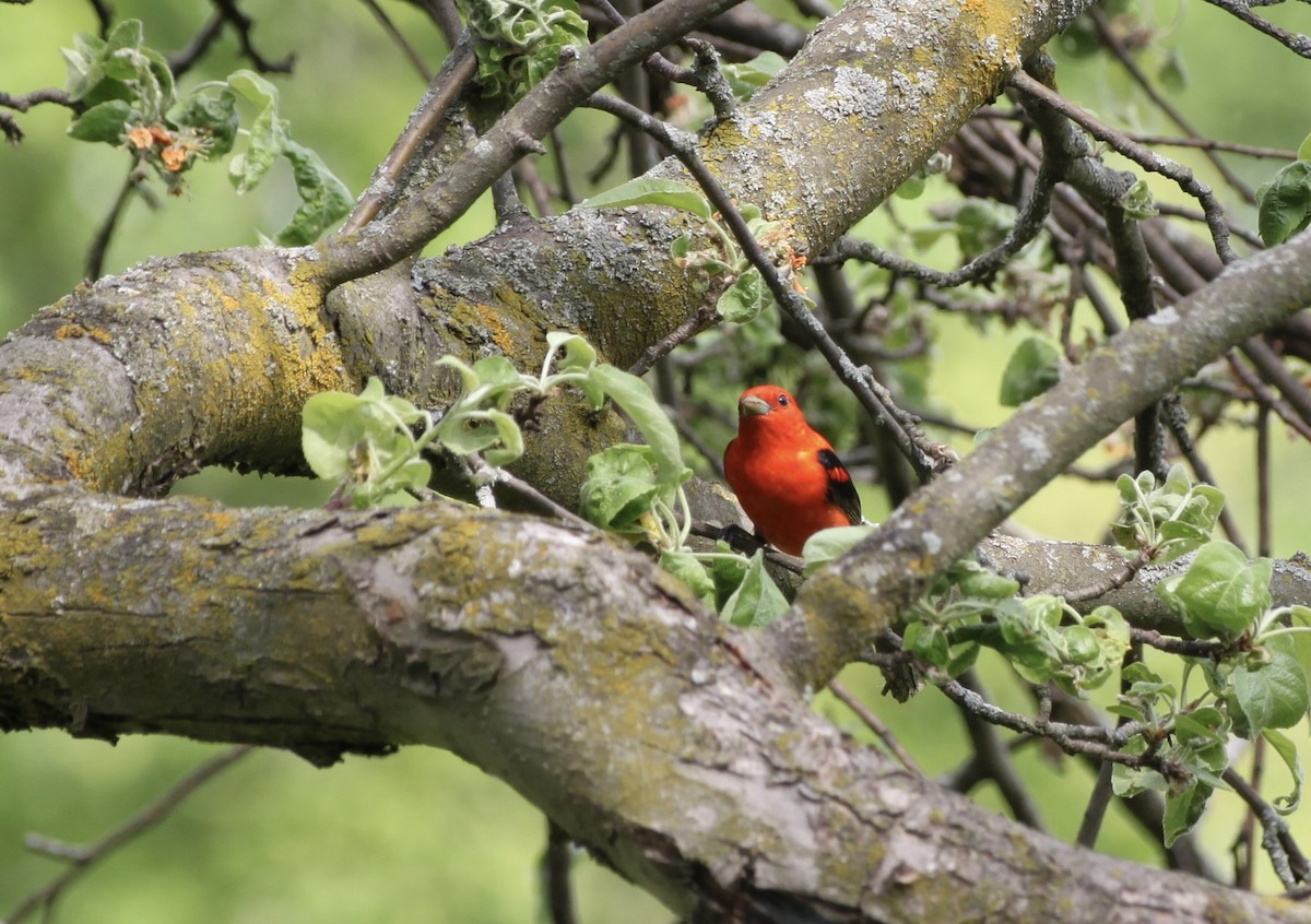 piranga šarlatová - ML644501514