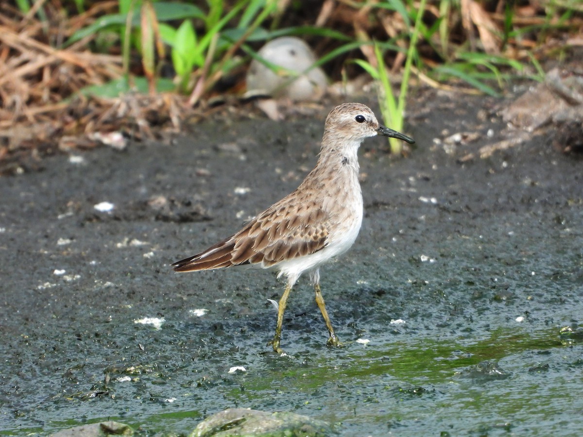 pygmésnipe - ML644501516