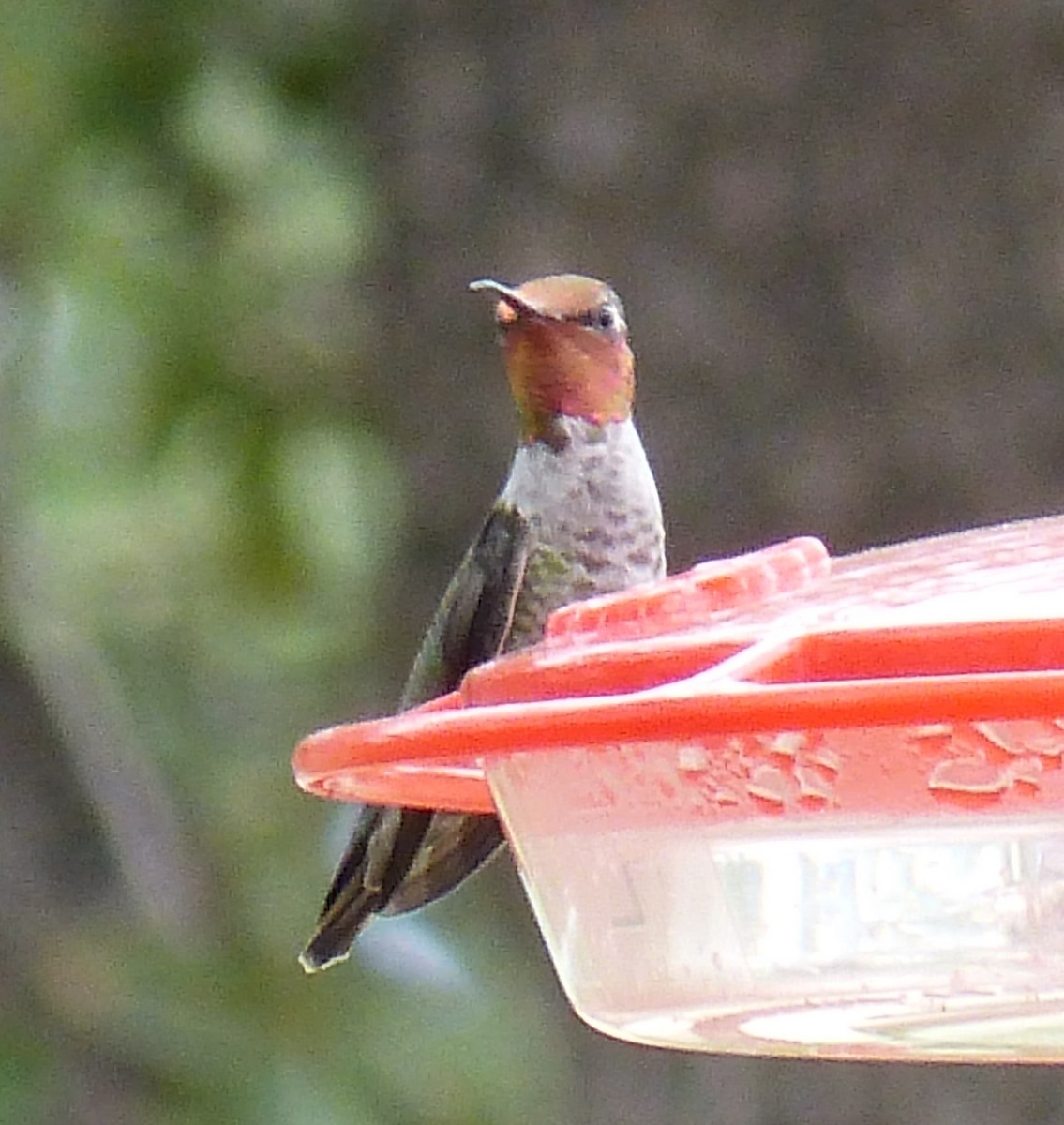 Anna's Hummingbird - ML644501519