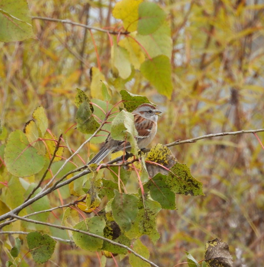 Hudson Körfezi Serçesi - ML644501526