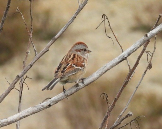 Hudson Körfezi Serçesi - ML644501527