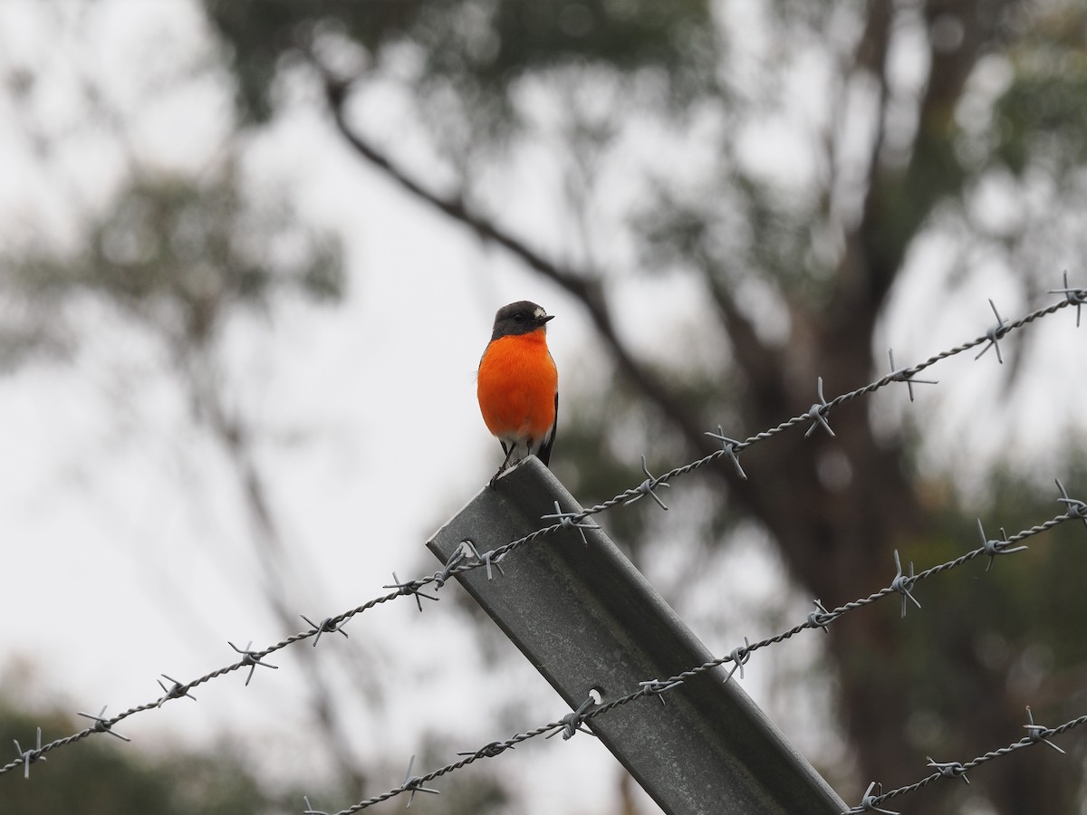 Flame Robin - ML644501529