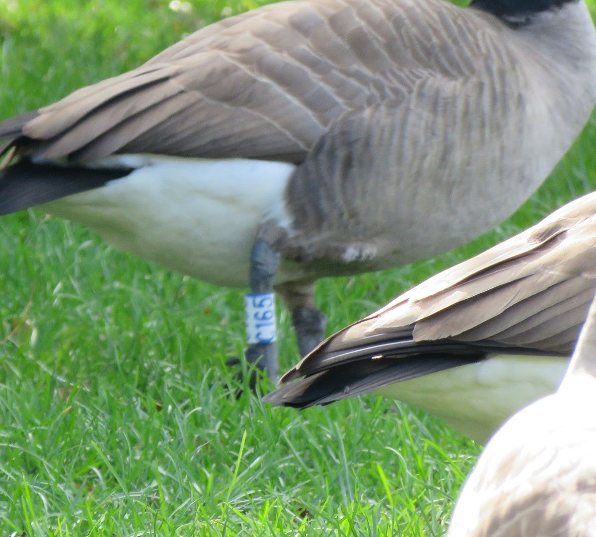 Bernache du Canada - ML644501531