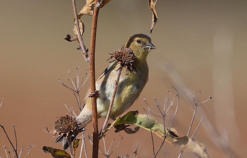 American Goldfinch - ML644501533