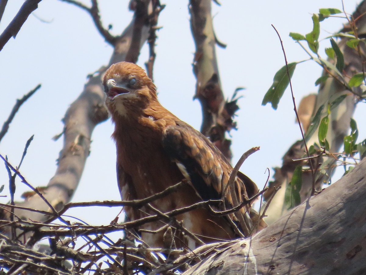 Square-tailed Kite - ML644501539