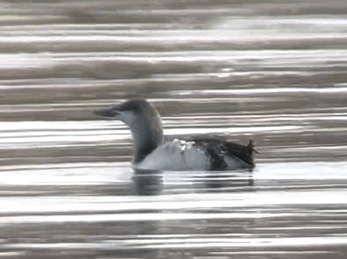 Red-throated Loon - ML644501540