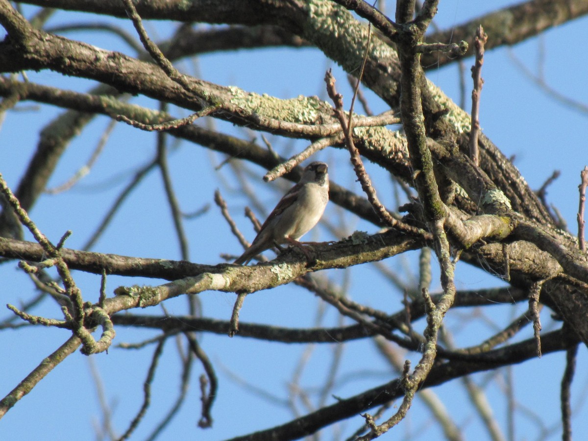 דרור הבית - ML644501543
