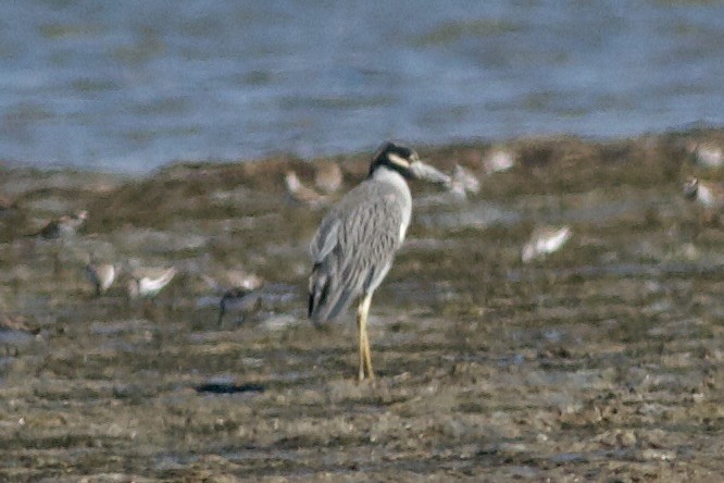 Yellow-crowned Night Heron - ML644501547