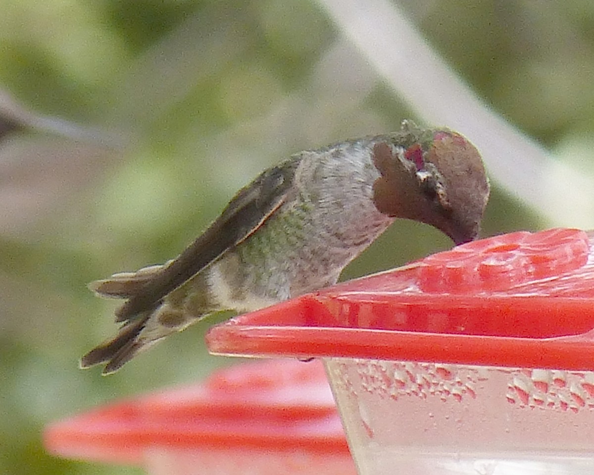 Anna's Hummingbird - ML644501549