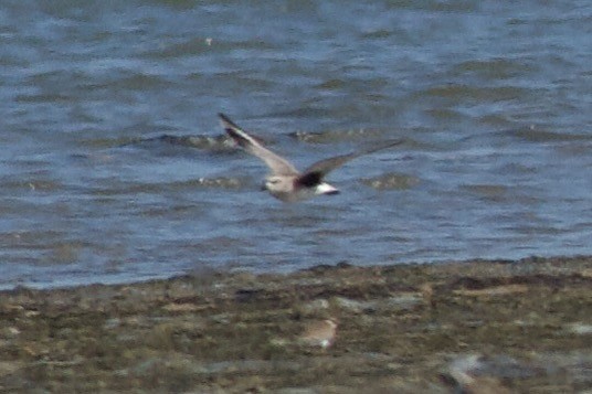 Pluvier argenté - ML644501550