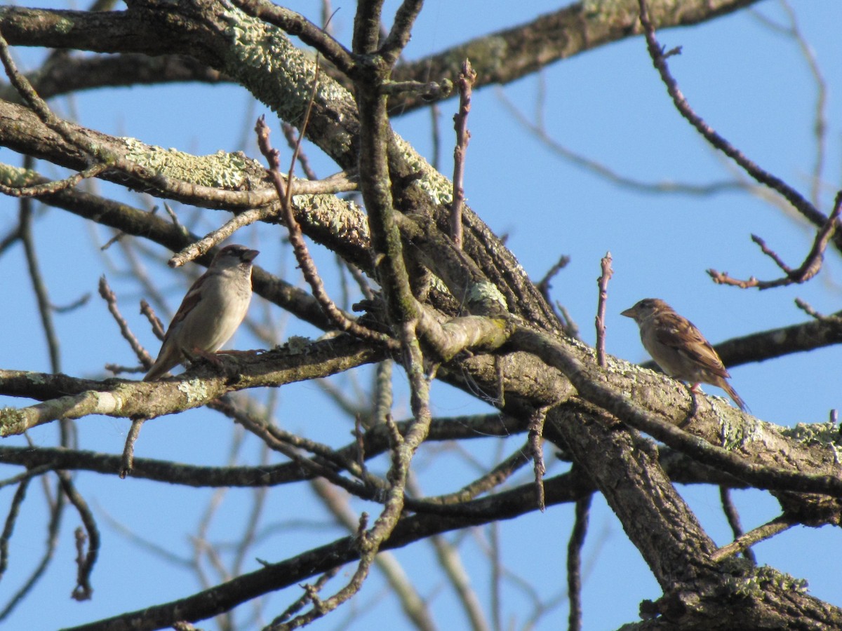 דרור הבית - ML644501552