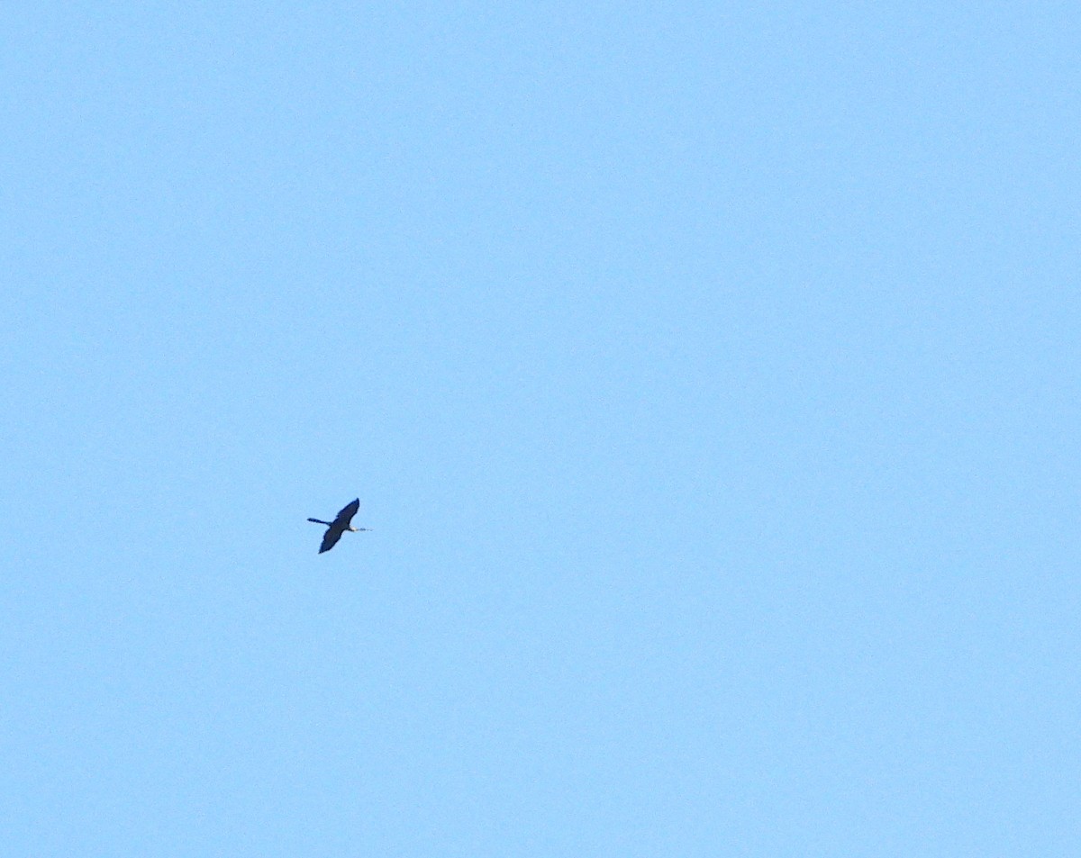 amerikaslangehals - ML644501554