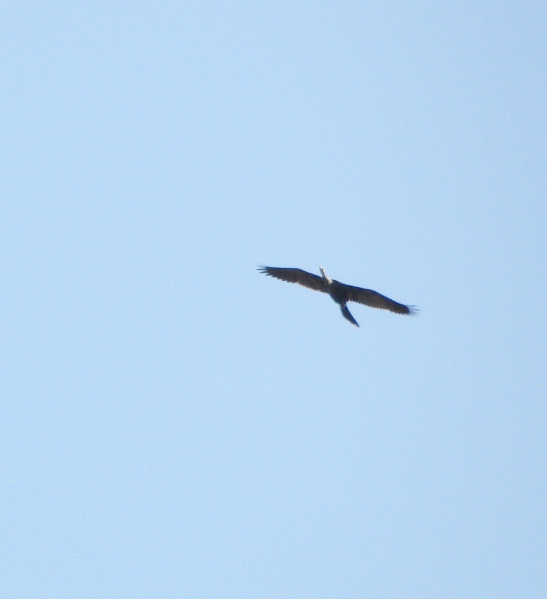 amerikaslangehals - ML644501556