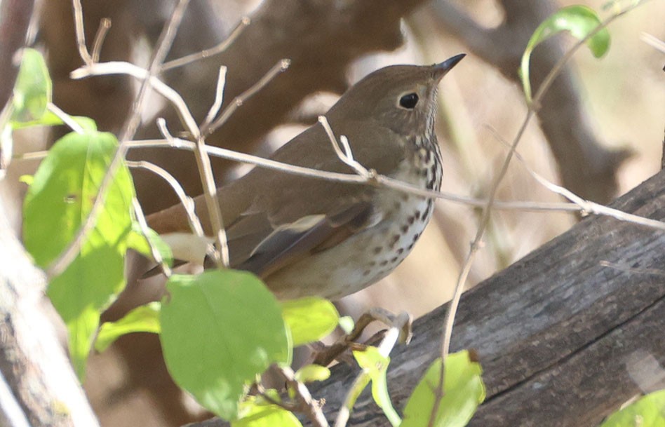 Tordo di Pallas - ML644501562