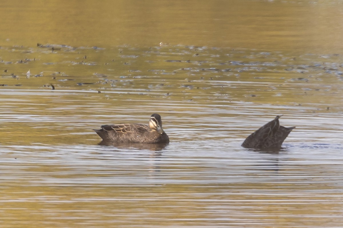 マミジロカルガモ - ML644501567