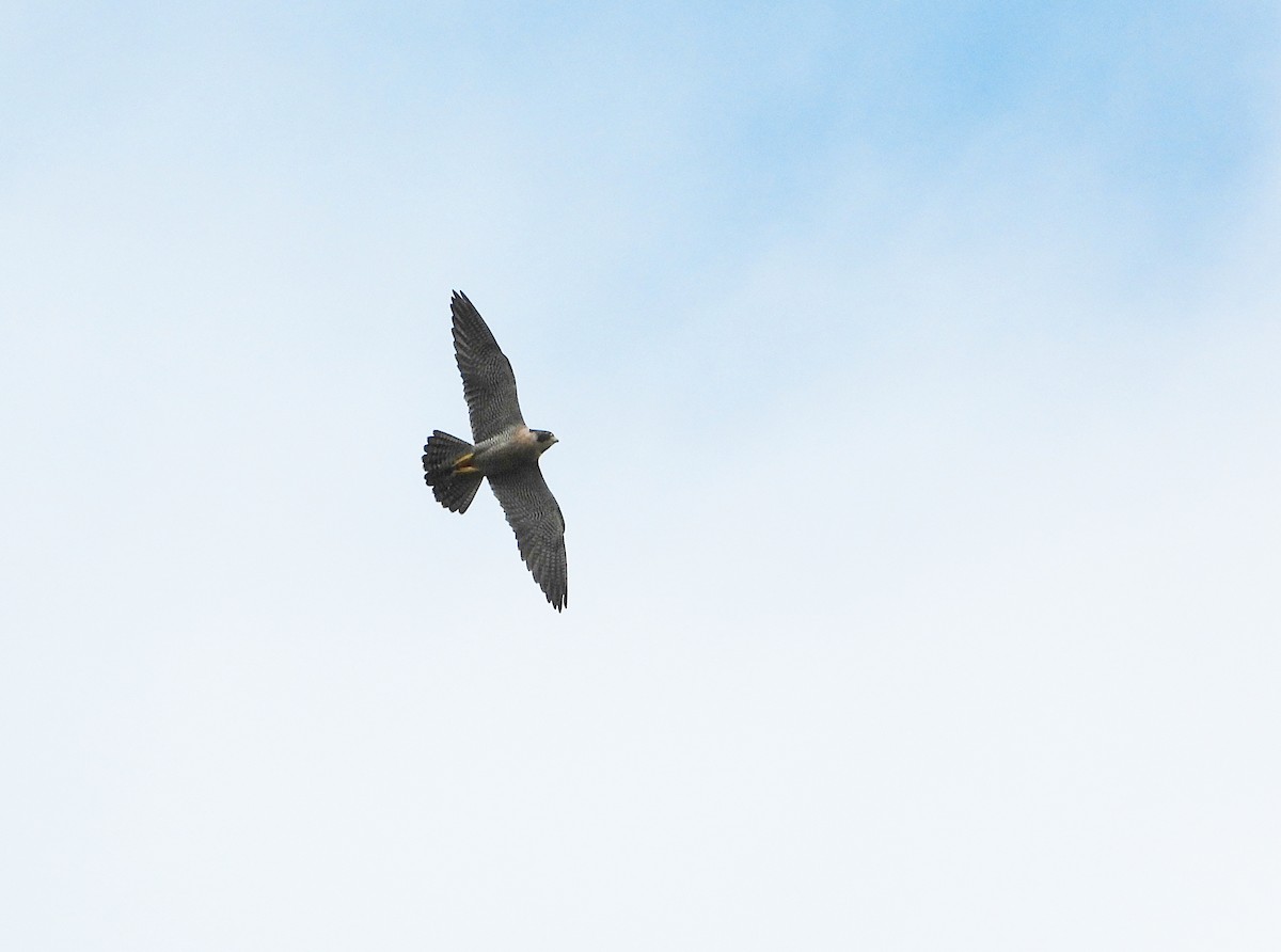 vandrefalk - ML644501571