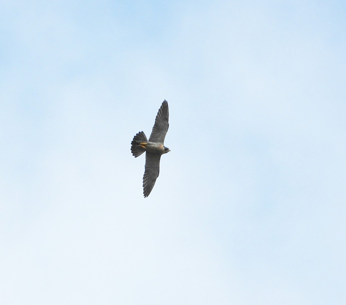 vandrefalk - ML644501572