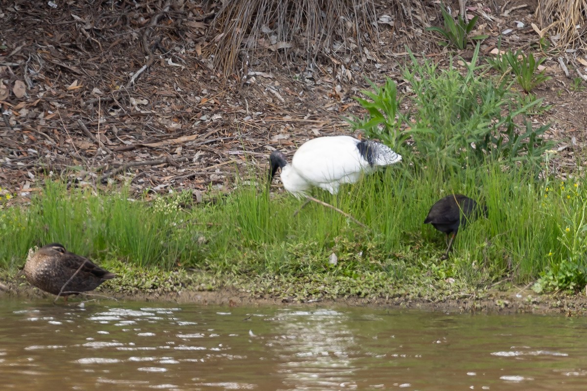 Australian Ibis - ML644501573