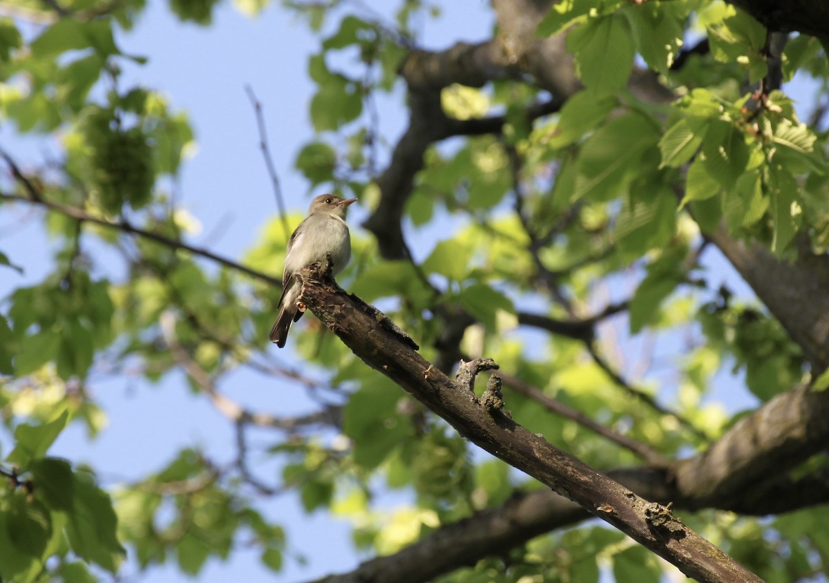 tyranovec východní - ML644501583