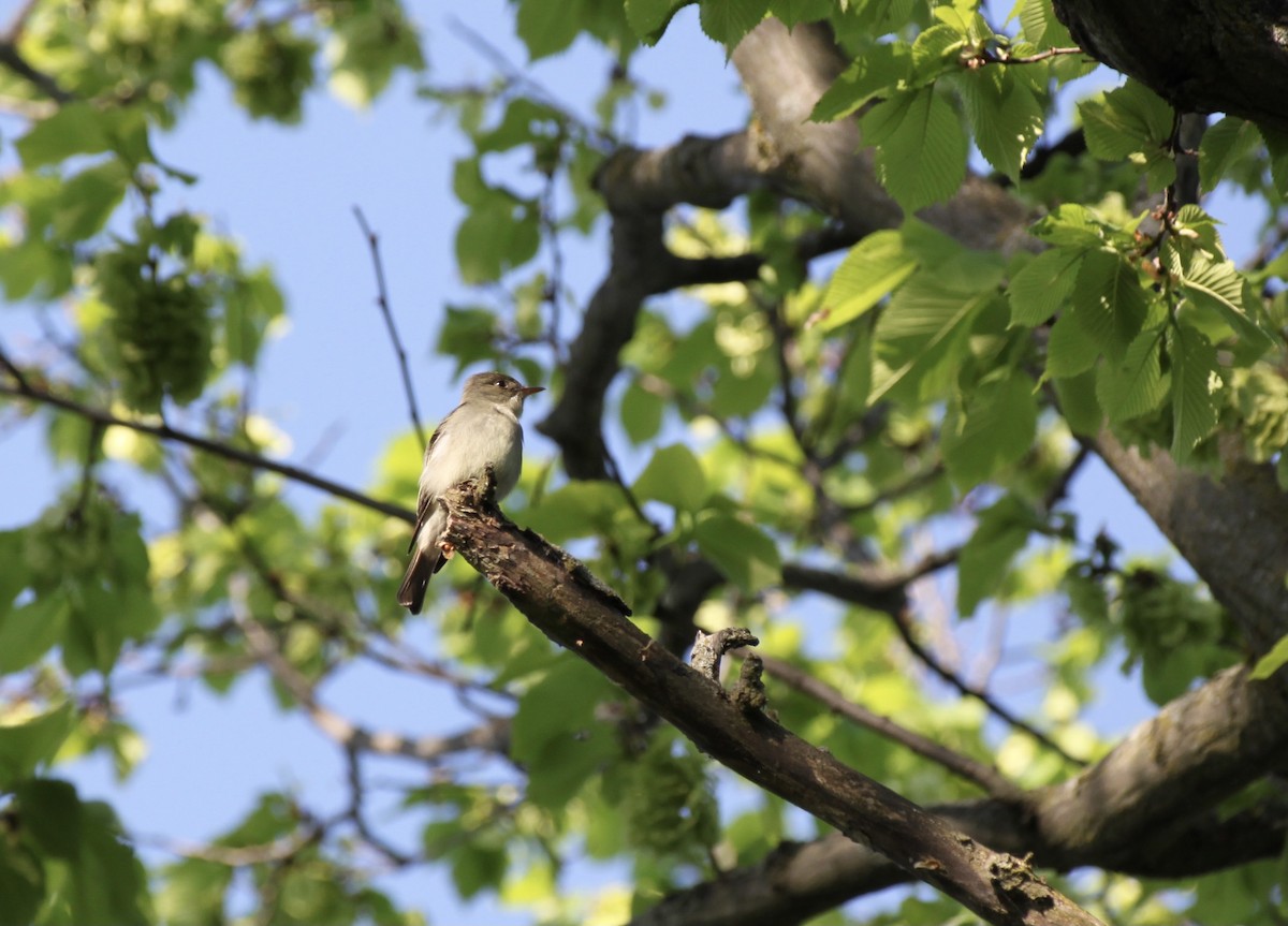 tyranovec východní - ML644501584