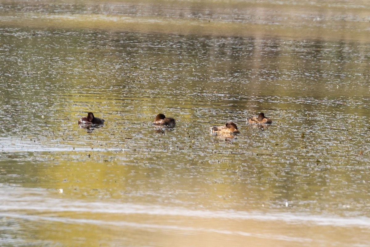 Hardhead - ML644501585