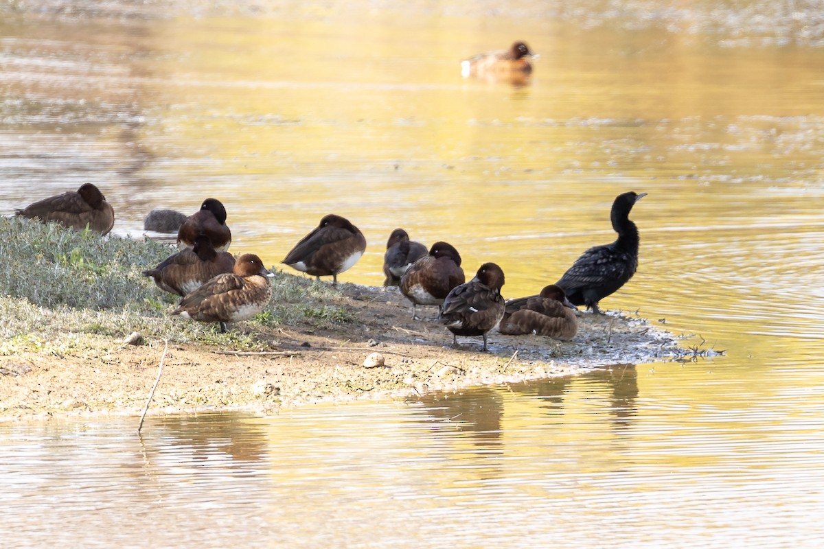 Hardhead - ML644501587