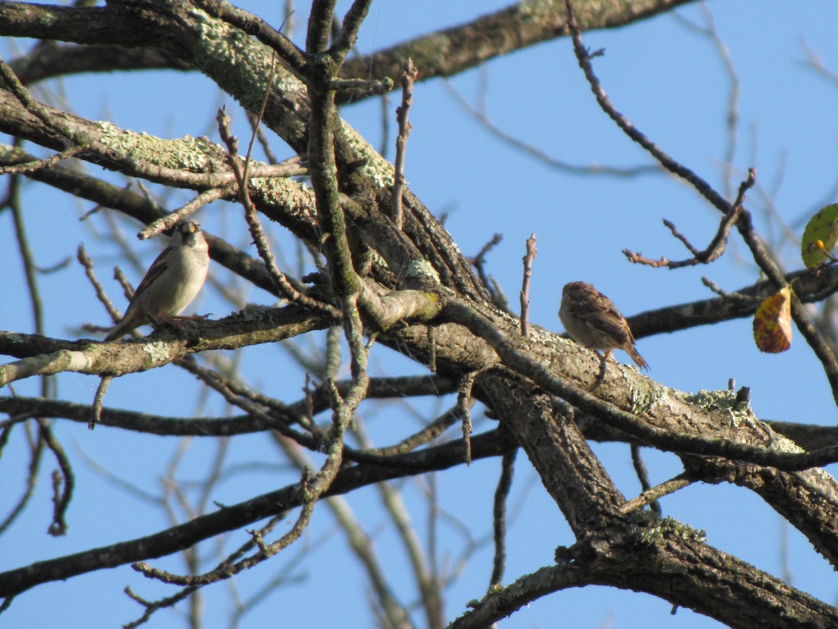 דרור הבית - ML644501589