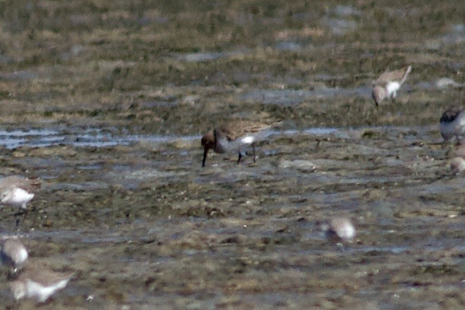 黑腹濱鷸 - ML644501591