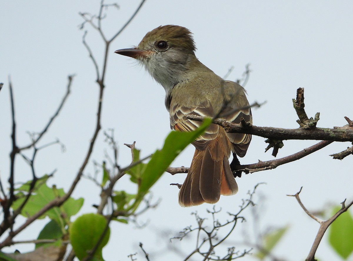 Salvadoran Flycatcher - ML644501596
