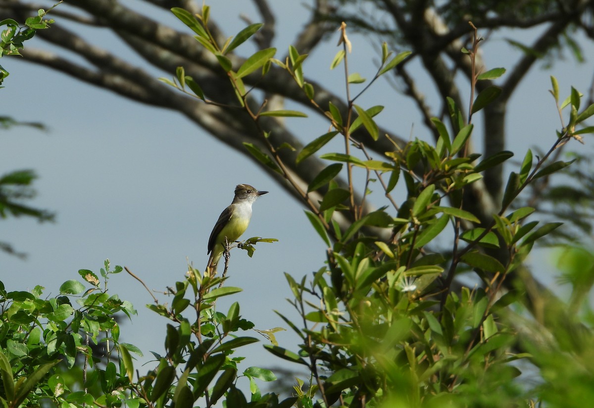 Salvadoran Flycatcher - ML644501597