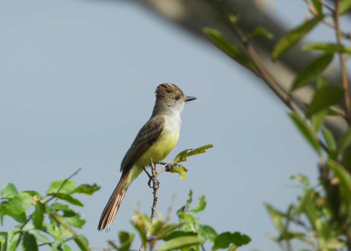 Salvadoran Flycatcher - ML644501598