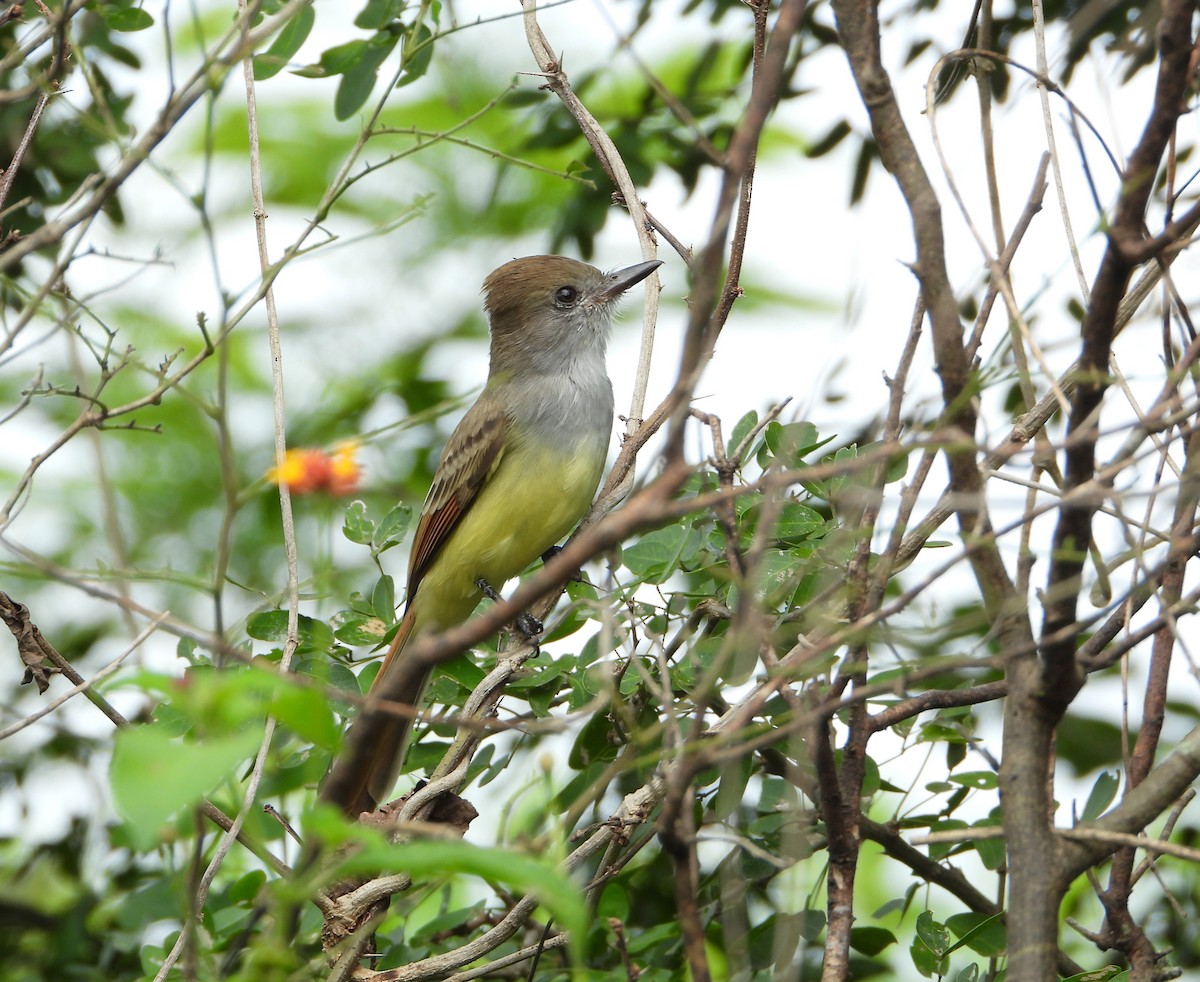 Salvadoran Flycatcher - ML644501599