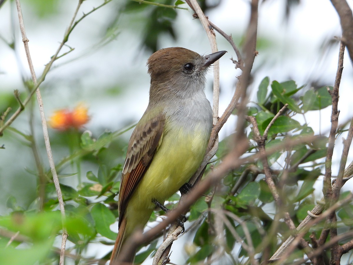 Salvadoran Flycatcher - ML644501600