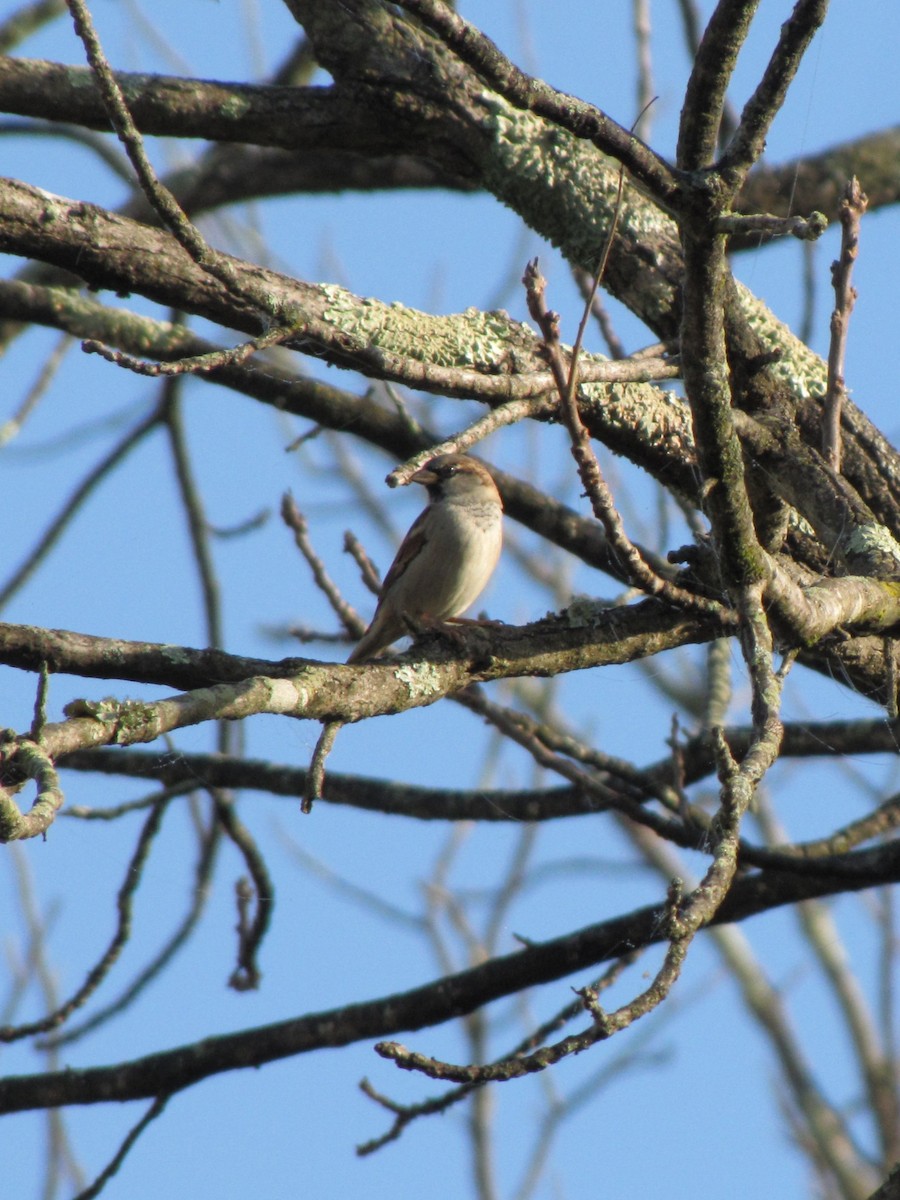 דרור הבית - ML644501606