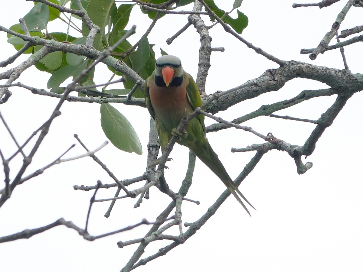 Perruche à moustaches - ML644501608