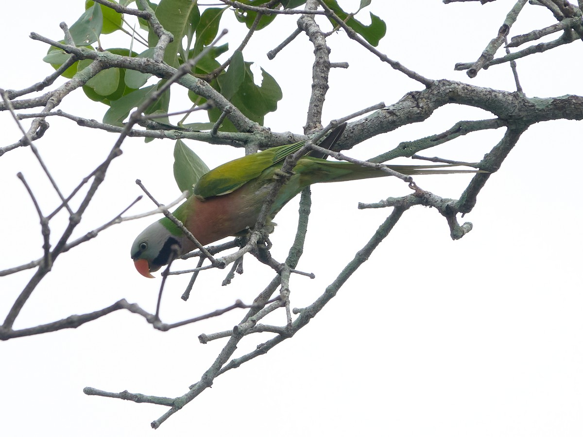 Perruche à moustaches - ML644501609